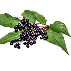 elderberry capsules, black elderberry capsules, sambucus elderberry gummies, sambucol,